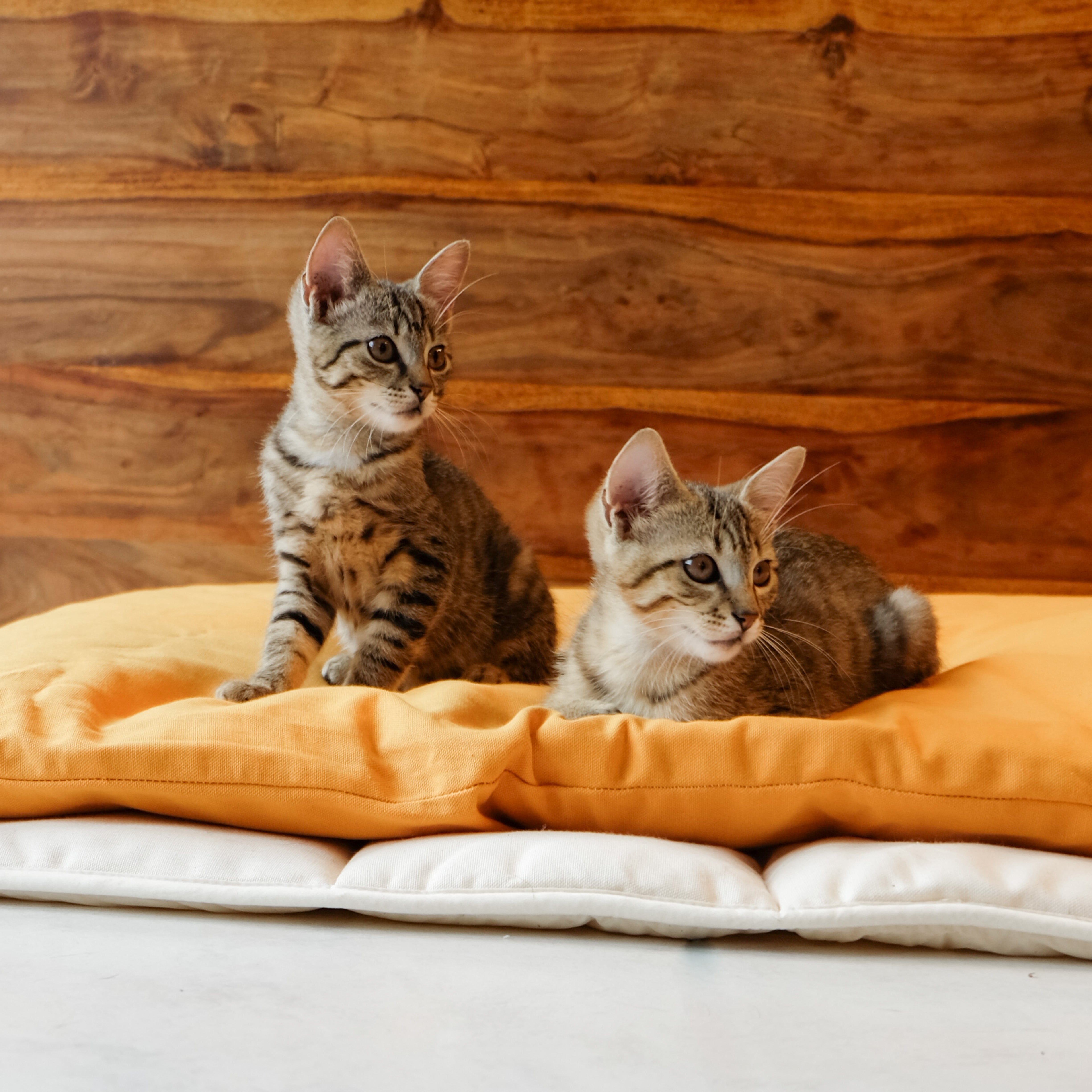 Tiermatten & Tierkissen