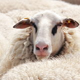 Schafwolle Wollflor Bio Bettdecke "Luv" leichte Bettdecke ohne Füllung