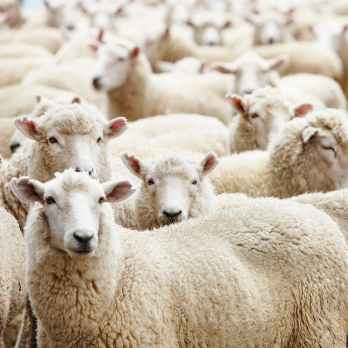 Schafwolle Bio Kopfkissen "Malie" mit Wollflorbezug
