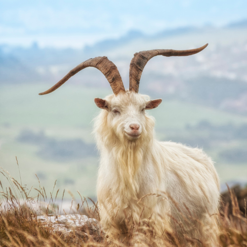 Cashmere